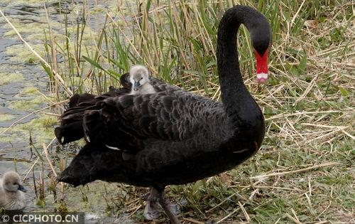 网红大鹅 黑料,黑料背后的真相与反思