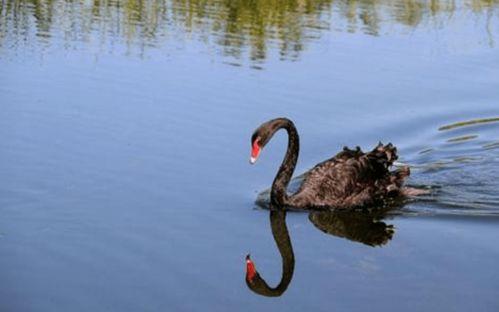 网红大鹅 黑料,黑料背后的真相与反思